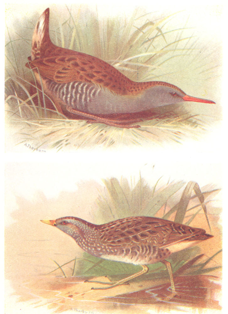 BRITISH BIRDS. Water-Rail; Spotted Crake. THORBURN 1925 old vintage print